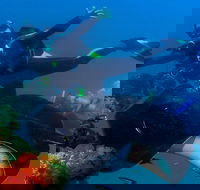 Scuba Dive the S.S. Yongala Wreck on the Great Barrier Reef. - Tourism Gold Coast